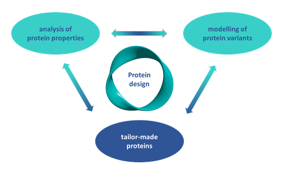 Protein design cycle